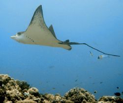 Eagle Ray hanging out in the current at Palau's Blue Corn... by Alex Tattersall 